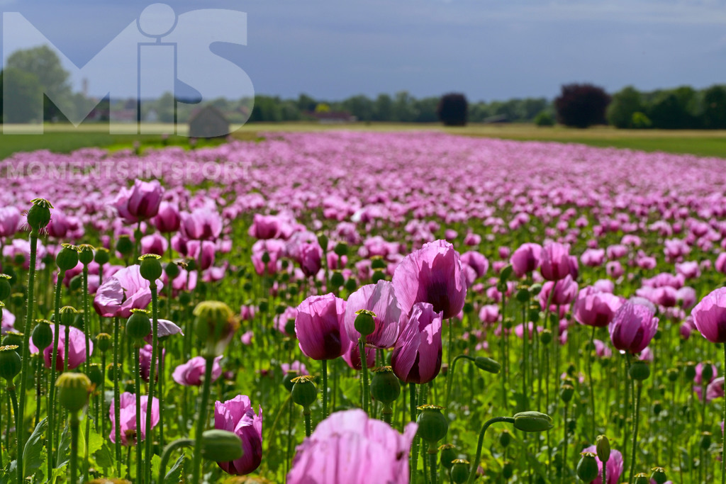 MIS_180818cm005 | 08.06.2022,  Türkheim, Unterallgäu,  Lila Mohnblüten auf einem Mohn-Feld.  - Realisiert mit Pictrs.com