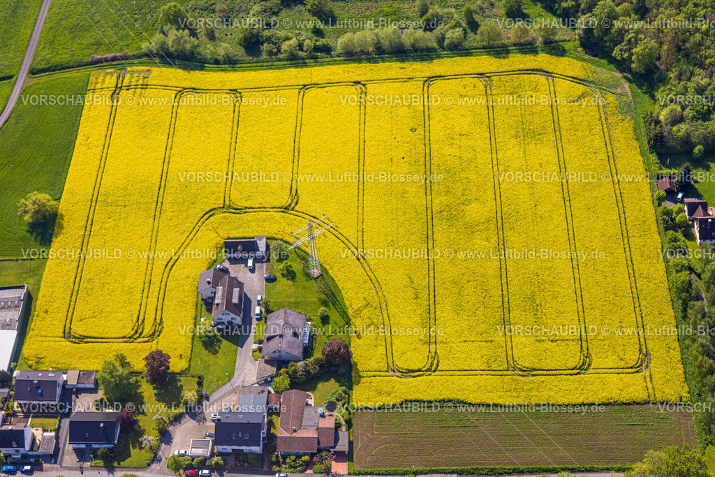 Arnsberg230500158 | Luftbild, Rapsfelder Bellingser Weg, Voßwinkel, Arnsberg, Sauerland, Nordrhein-Westfalen, Deutschland