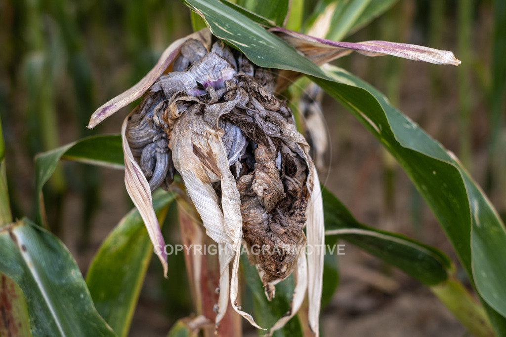 20220829-DSCF2930 | Pizerkrankung im Mais - Realisiert mit Pictrs.com