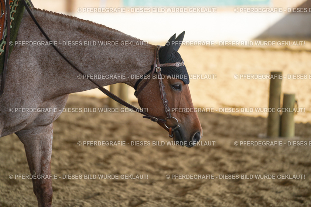 DSC09260 | Pferdegrafie