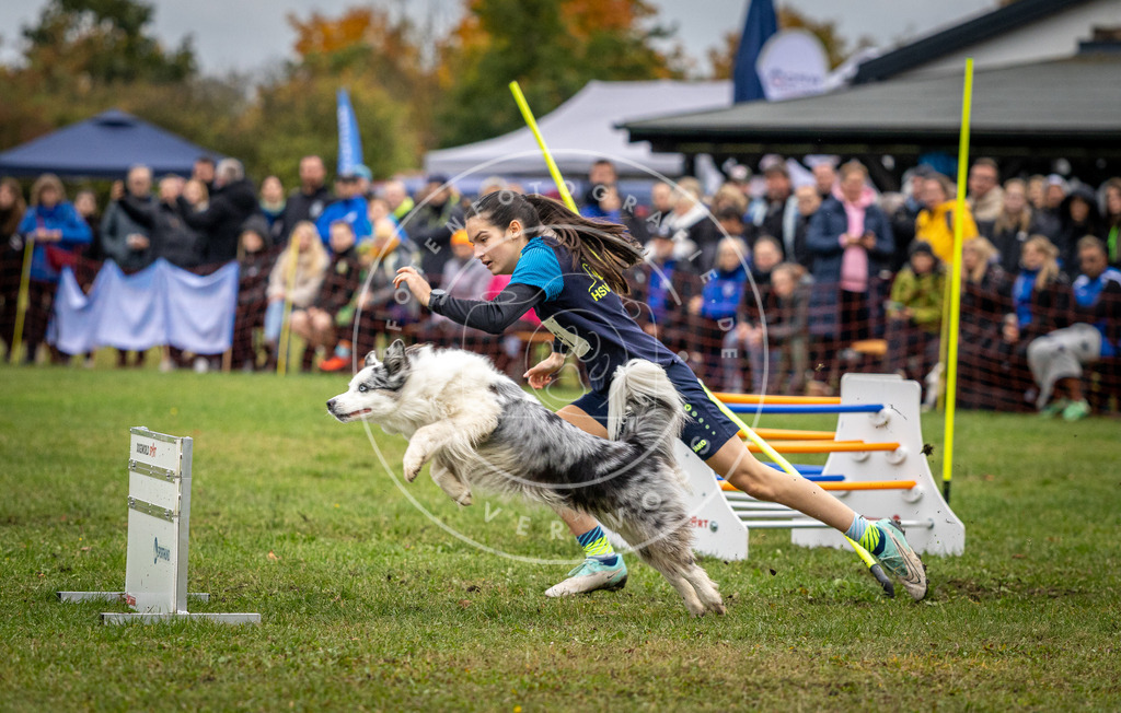 Pfotenfotografie_DV3A0617 | Hundefotografie, Tierfotograf, Pfotenfotografie, Fotoshooting Hund, Hunde Portrait, Hundesport, Hundeportraits, Heideshooting, Hunde, Sportfotograf, Hundefotograf, Turnierhundsport, THS,  - Realisiert mit Pictrs.com