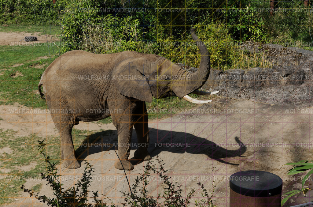 253L1475_wa | Ein stiller Moment im Opel Zoo: Der Blick des Tieres erzählt von Gelassenheit, Präsenz und Nähe. Ungestellt, ruhig und auf Augenhöhe fotografiert – ein Augenblick, der bleibt. - Realisiert mit Pictrs.com
