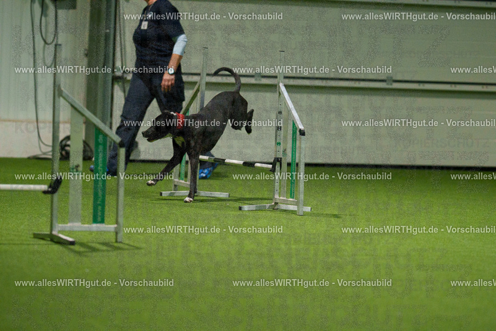 7R507396 | Professionelle Tierfotografie in Mönchengladbach von Daniel Wirth (allesWIRTHgut). Liebevolle & natürliche Bilder von Hunden & Katzen für unvergessliche Erinnerungen.