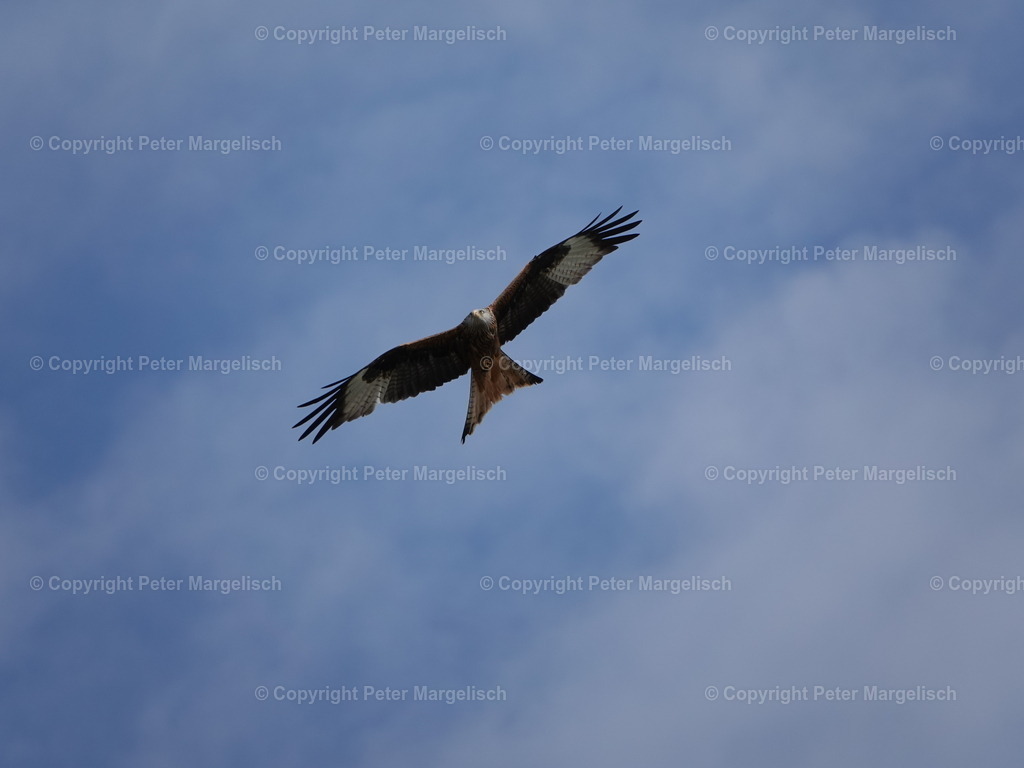 DSC06702 | Schwingen - Realisiert mit Pictrs.com