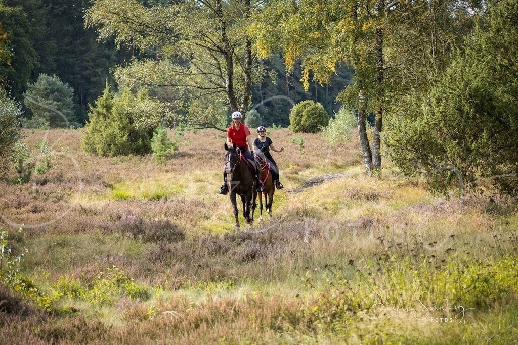 DdLH-WehlenerHeide_2025-09-20_38 | Fotografie, Veranstaltungs-Fotografie, Pferde-Fotografie, Landschafts-Fotografie, Reise-Fotografie - Realisiert mit Pictrs.com
