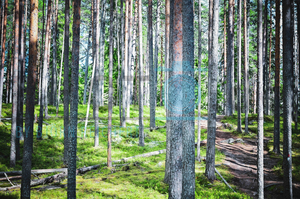 Trees Trees Trees | Landschaft
© Björn Reichert/Bhoto.de