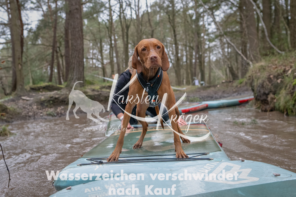 1145_ZZ94593-Bearbeitet | kk-dogfotos