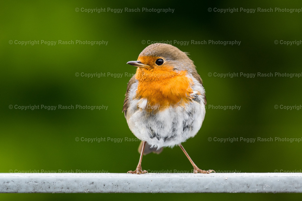 Rotkehlchen1 | Rotkehlchen - Realisiert mit Pictrs.com