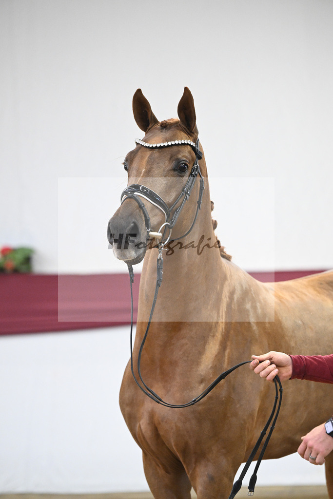 Kat-Nr. 25 Feliciano x Fuerst Romancier_Dr. Jutta Steidl_47250828 | hf-fotografie - Realisiert mit Pictrs.com