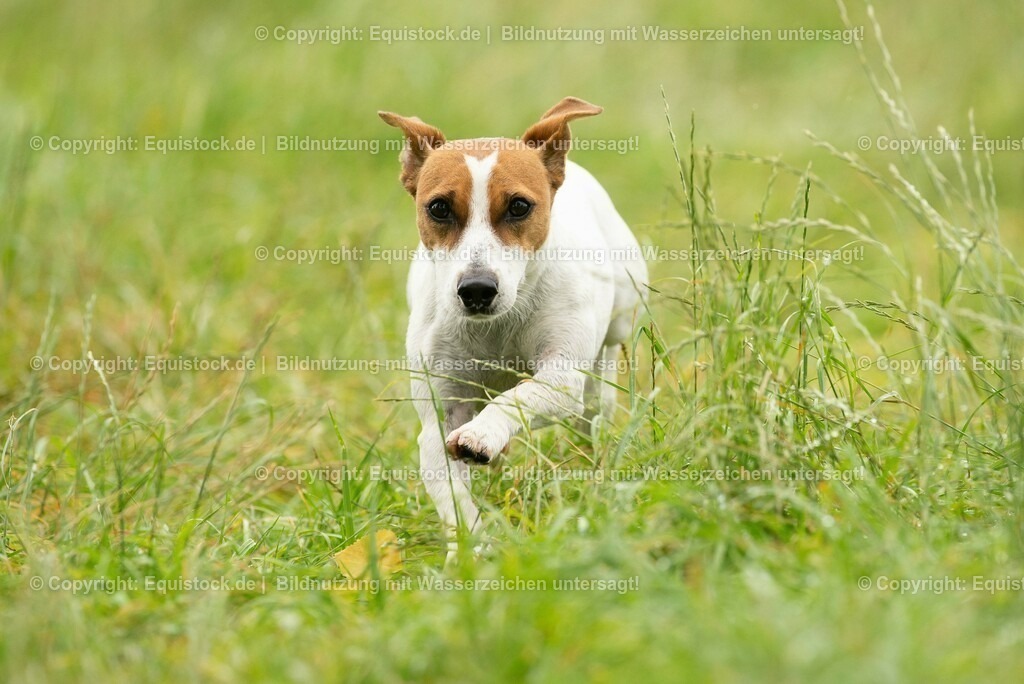 20210728_Jack-Russel_0020 | Foto: Thomas Hartig