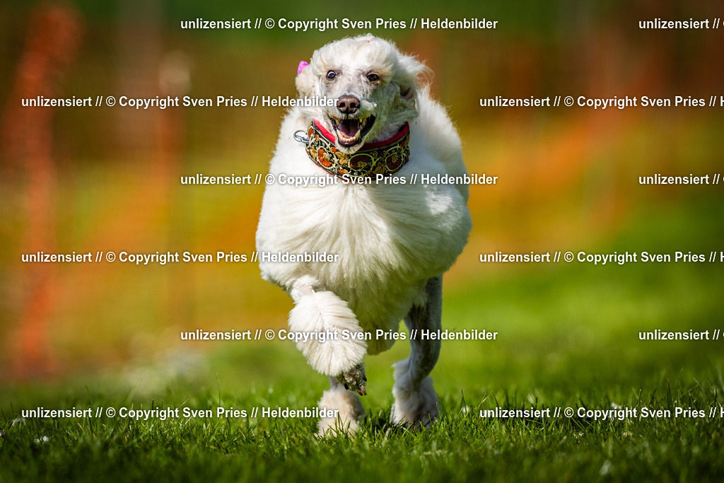 Sven Pries | 2025-04-13 - Hunderennen Baden-Baden - Realisiert mit Pictrs.com