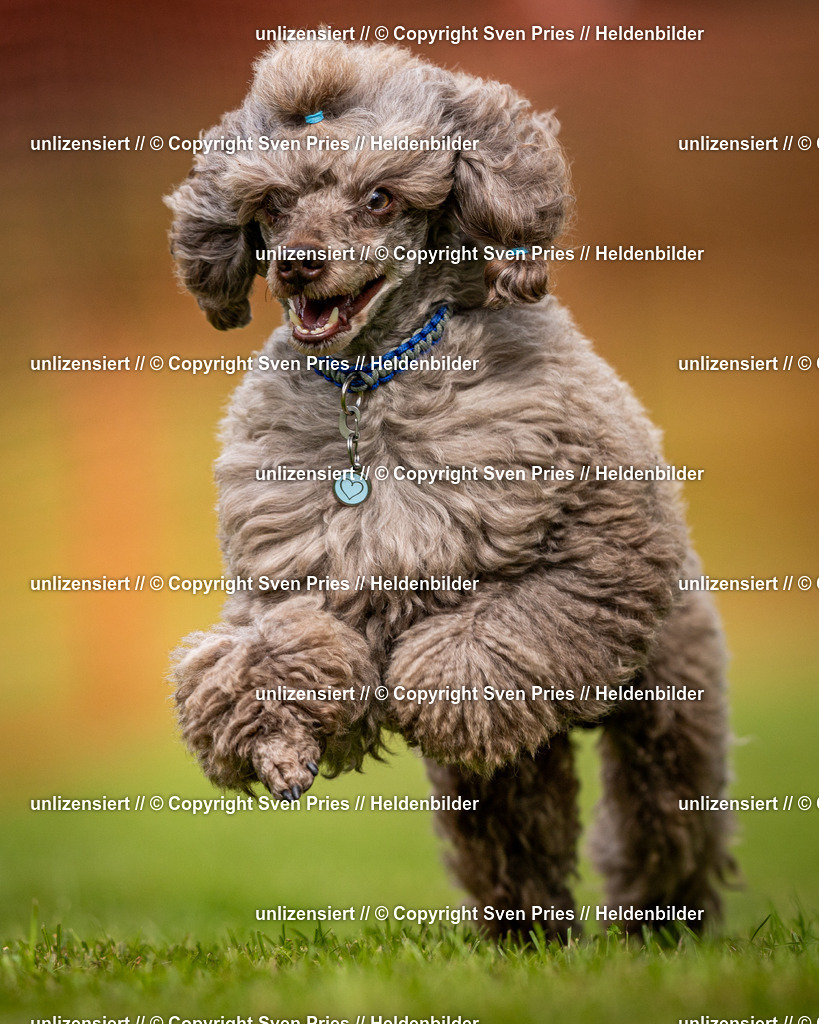 Sven Pries | 2024-09-22 - Hunderennen Baden-BadenPudelverein - Realisiert mit Pictrs.com