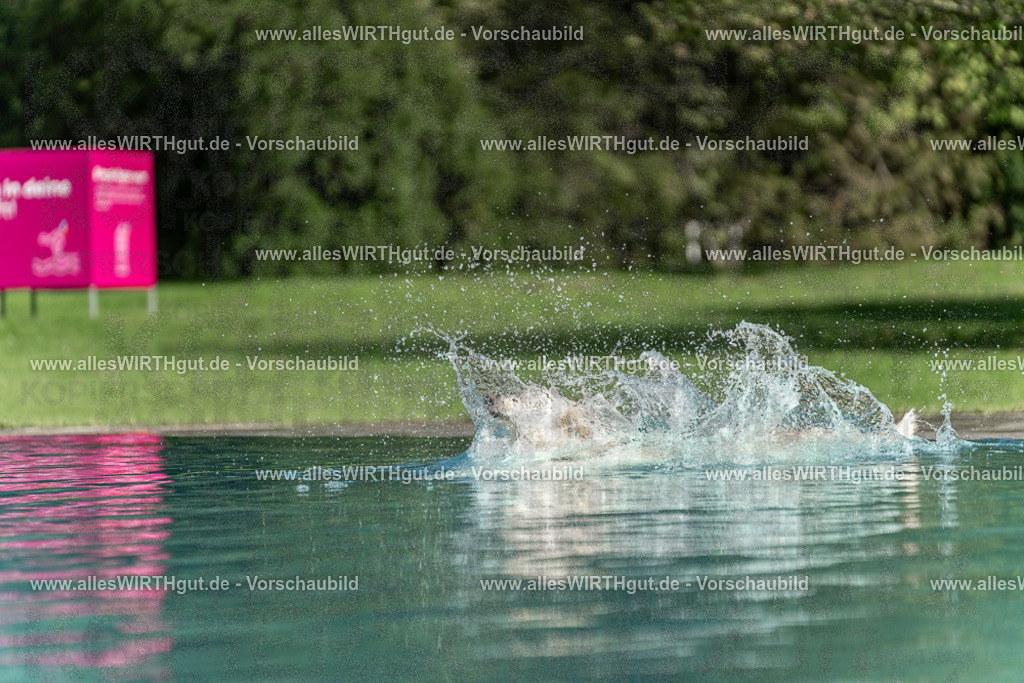 Hundeschwimmen_Volksbad_2026-allesWIRTHgut_Tierfotografie-2609061549-7R501911 | Professionelle Tierfotografie in Mönchengladbach von Daniel Wirth (allesWIRTHgut). Liebevolle & natürliche Bilder von Hunden & Katzen für unvergessliche Erinnerungen.
