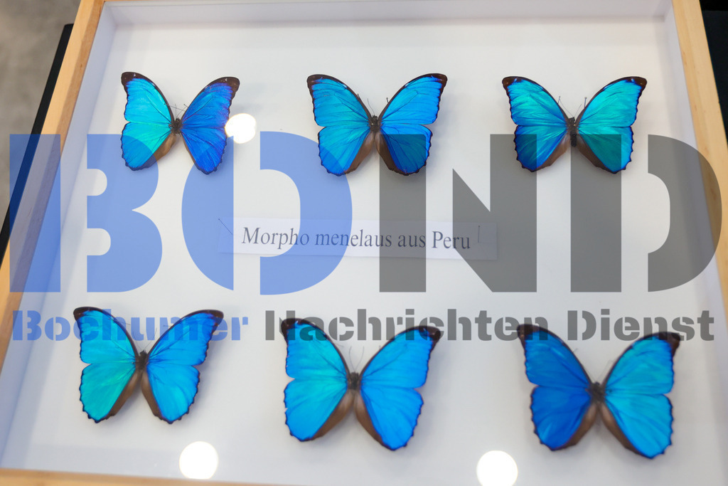 SES_INSBOC20250316-11 | bond - Realisiert mit Pictrs.com