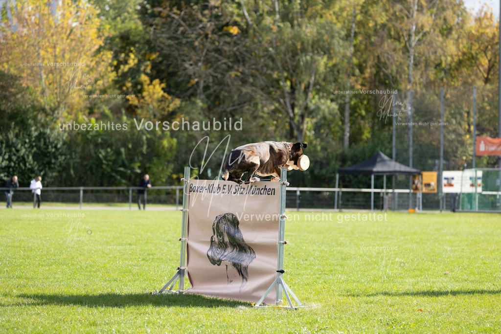 _16A6905 | Einzigartige Fotos von Hunden & Menschen –Actionfotos, Portraits, Vereinsaufnahmen & Paarshootings – authentisch, lebendig & mit Herz.