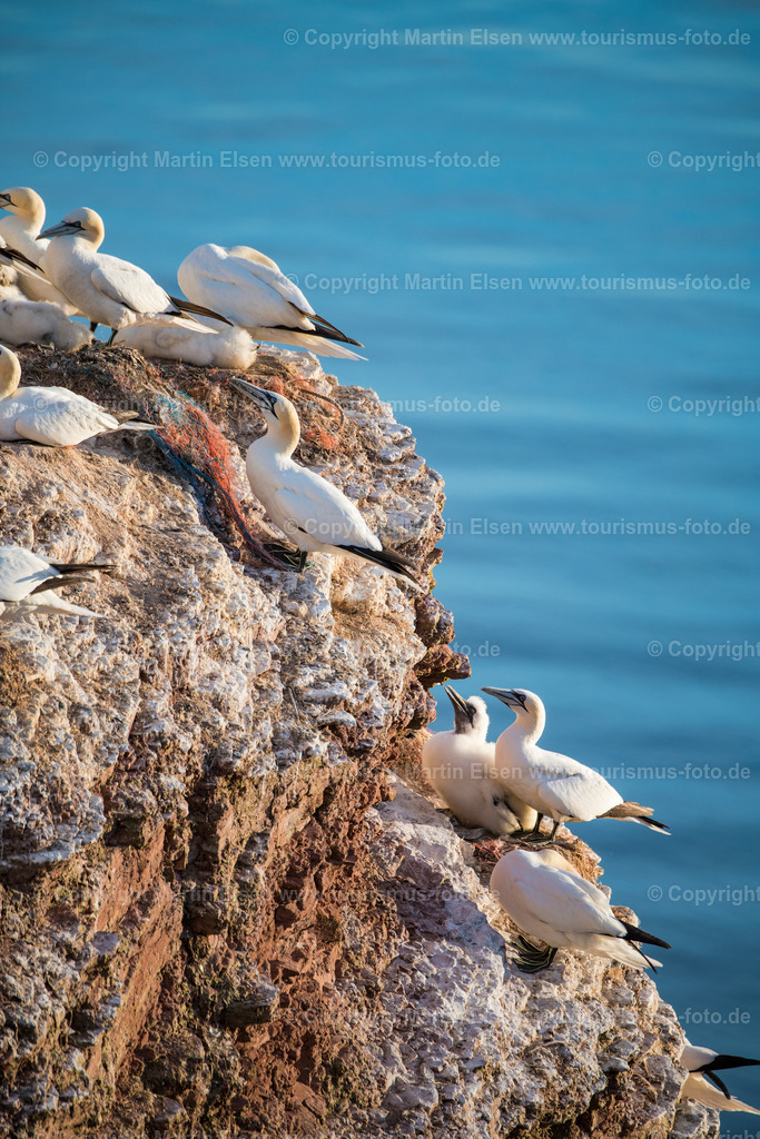 Helgoland Bastölpel_ELS_2849030818 | Helgoland - Aufnahmedatum: 01.08.2018, Aufnahmehöhe:  m, Koordinaten:  - , Bildgröße: 5504 x  8256 Pixel - Copyright 2018 by Martin Elsen, Kontakt: Tel.: +49 157 74581206, E-Mail: info@schoenes-foto.deSchlagwörter:Schleswig-Holstein,Landkreis Pinneberg,Düne,Hochseeinsel,Börteboote,Meer,Küste,Halunder,Oberland,Unterland,Strand,Seehunde,Robben,Lange Anna,Felsen,Roter Felsen,Luftbild,Luftbilder,Bastölpel - Realisiert mit Pictrs.com