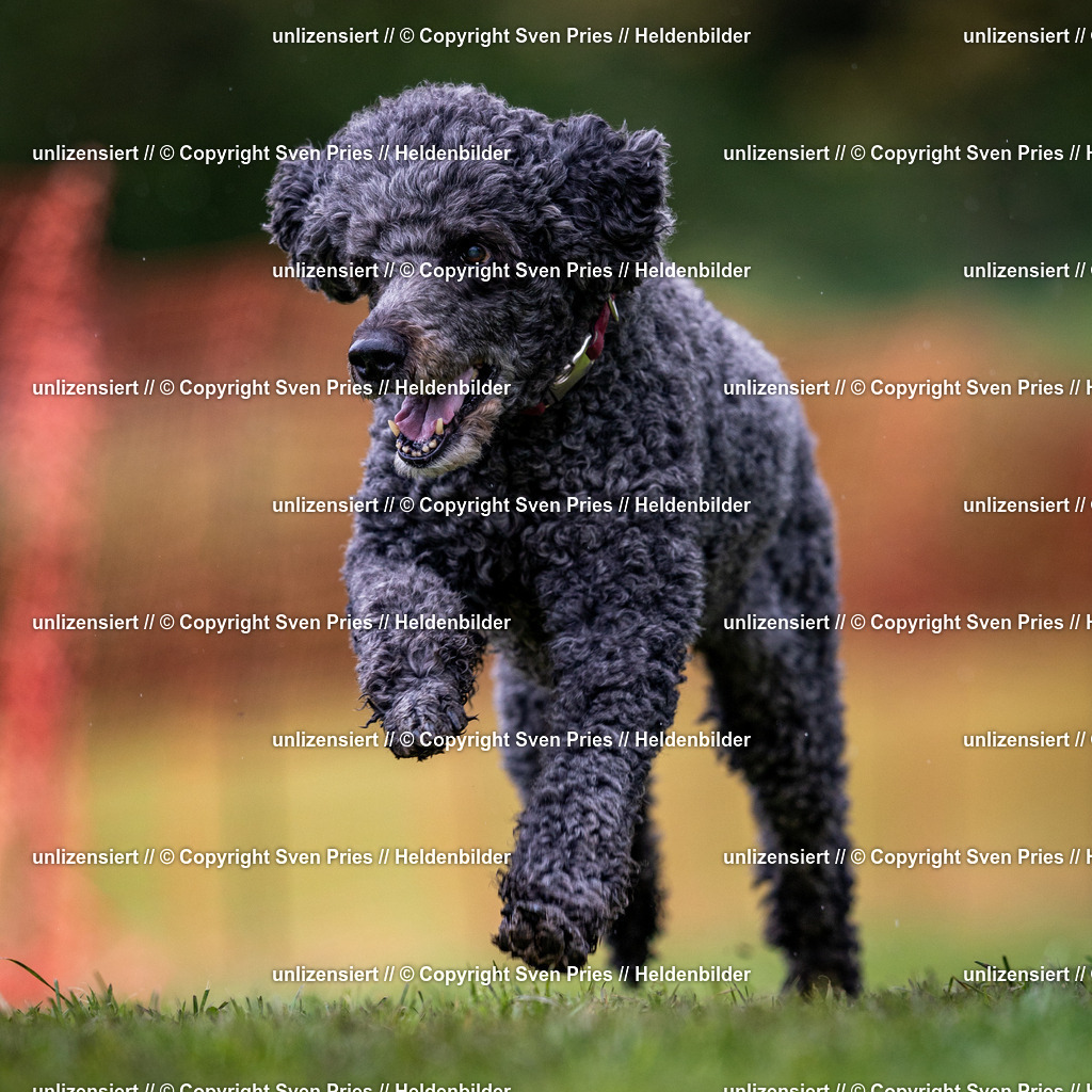 Sven Pries | 2024-04-21 - Hunderennen Baden-Oos
Foto: Sven Pries - Realisiert mit Pictrs.com