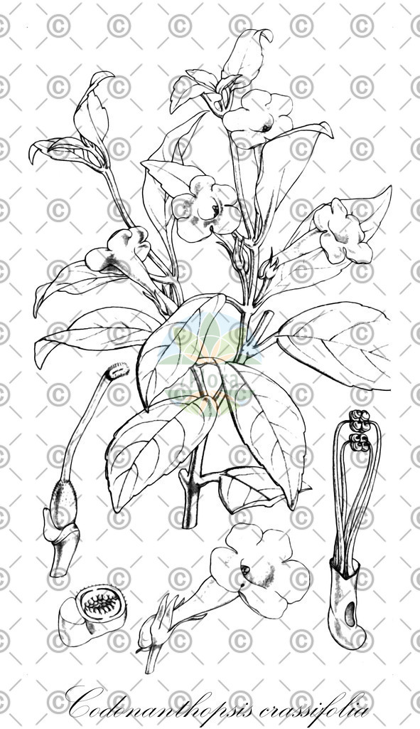 HistAbb_wfo-0001180748_1_ENZY_Simple | Historische Abbildung von Codonanthopsis crassifolia - Gesneriaceae | Historical Illustration of Codonanthopsis crassifolia - Gesneriaceae