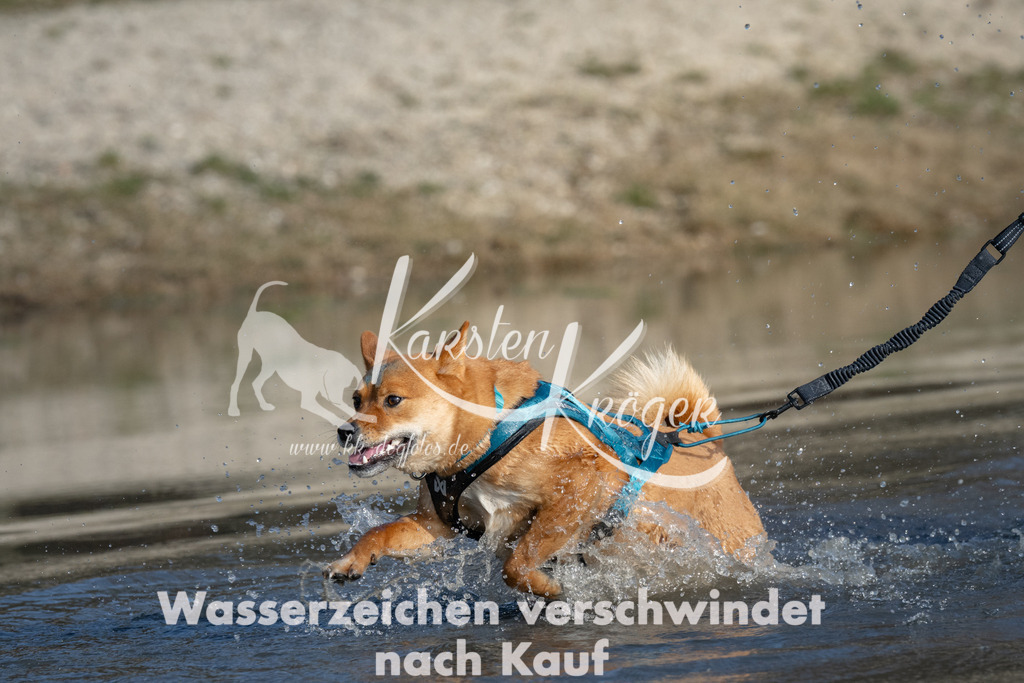 1503_ZZ91395 | kk-dogfotos