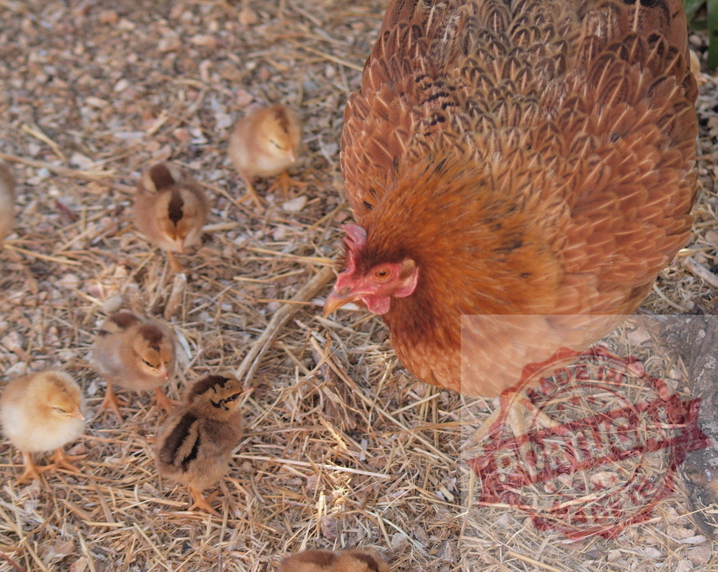 Hen protecting chicks walking on dry straw | Hen with her baby chickens wandering on a farm - Realized with Pictrs.com