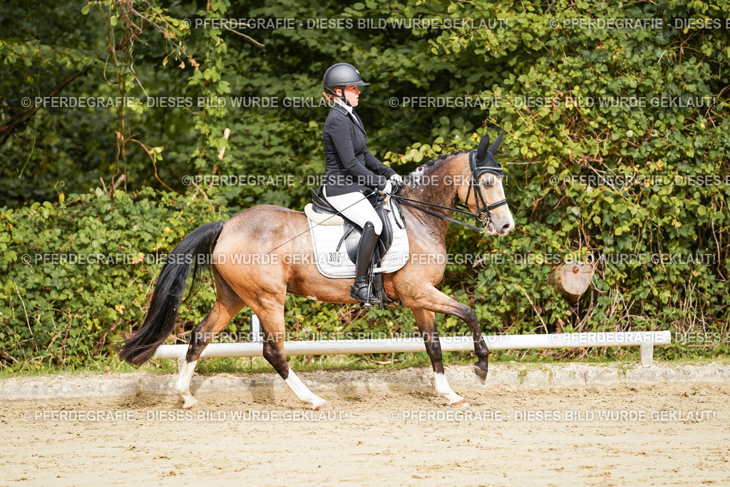 DSC02827 | Pferdegrafie