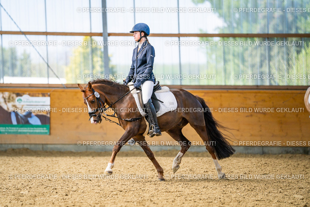 DSC03633 | Pferdegrafie