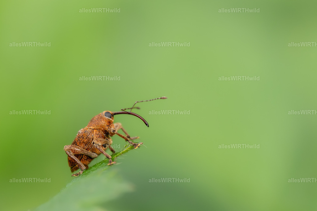 tadaaaa | Entdecke die faszinierende Welt der Natur- und Wildlife-Fotografie von Daniel und Bärbel. Inspirierende Bilder von wilden Tieren und kleinen Naturwundern.