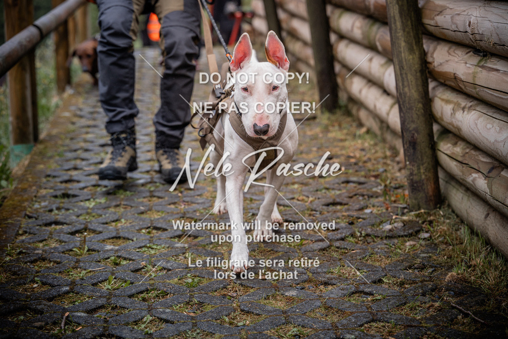 nelerasche_SoAuszug_205 | nelerasche