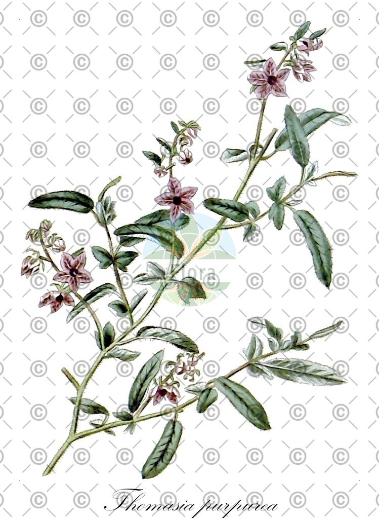 HistAbb_wfo-0000743117_1_ENZY_Simple | Historische Abbildung von Thomasia purpurea - Malvaceae | Historical Illustration of Thomasia purpurea - Malvaceae