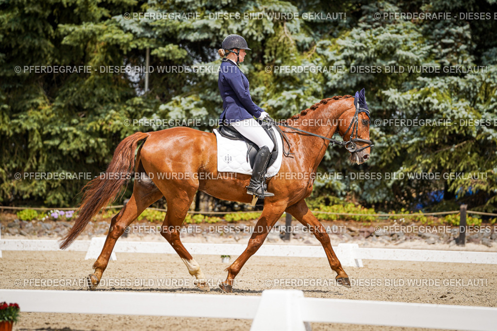 DSC02390 | Pferdegrafie