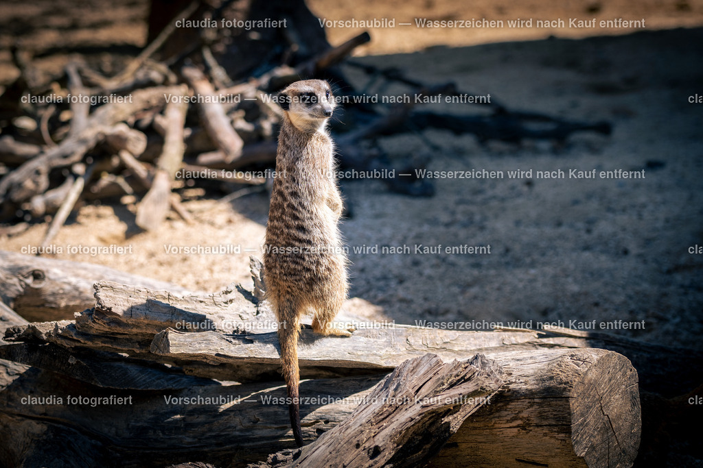 DSC_4556 | 11.05.2022; Inland; Zuerich - Zoo Zuerich;
Erdmaennchen in der Lewa Savanne des Zoo Zürich.
(Claudia Minder/claudia-fotografiert)
