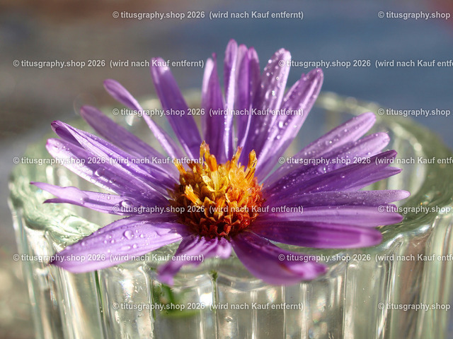 titusgraphy_PB060558-vz-ln | titusgraphy-shop: Geschenkideen mit Qualitätsfotos. titusgraphy-shop: gift ideas with quality photos. titusgraphy-shop: idées cadeaux avec photos de qualité.  - Realisiert mit Pictrs.com