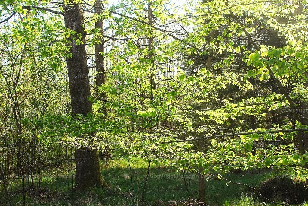 IMG_2847 | Fotografiert von Peregrin Lais. Bilder anschauen, 
Formate auswählen und bestellen. - Realisiert mit Pictrs.com