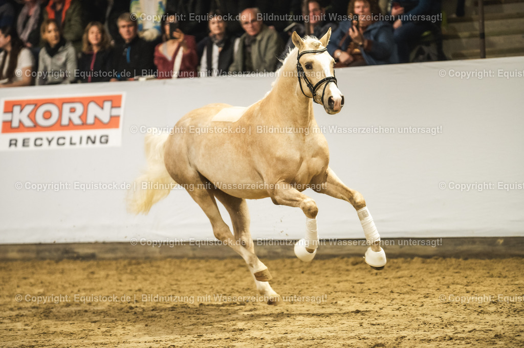 20240302_Hengstvorstellung_Marbach_TOMsPiC_0832 | equistock