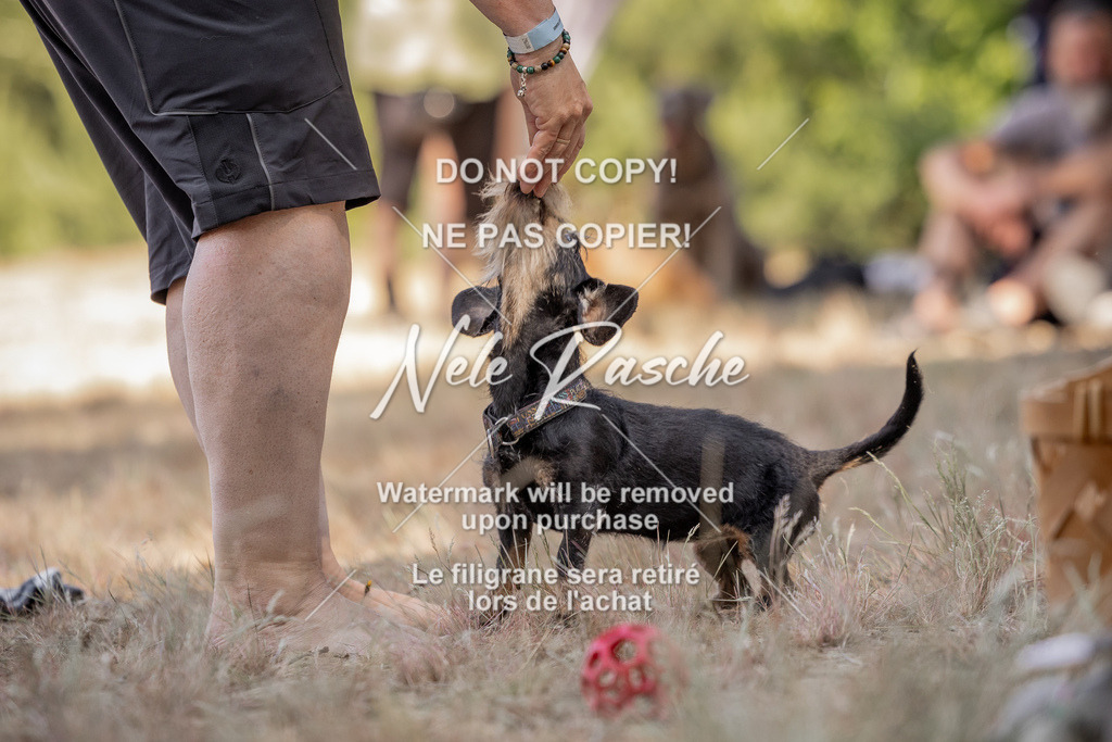 nelerasche_soDD2_12 | nelerasche