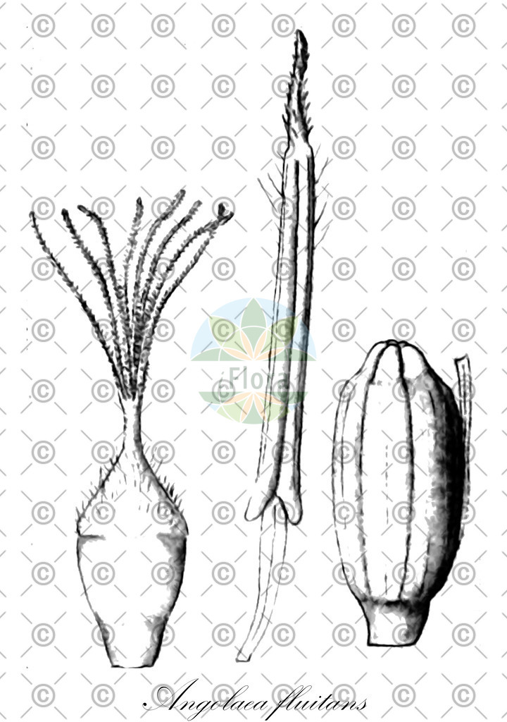 HistAbb_wfo-0000536542_65_ENZY_Simple | Historische Abbildung von Angolaea fluitans - Podostemaceae | Historical Illustration of Angolaea fluitans - Podostemaceae