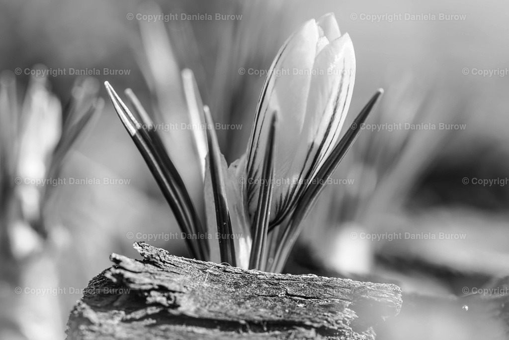 Krokus | danielaburow - Realisiert mit Pictrs.com