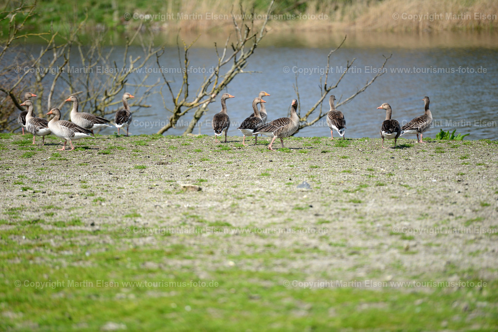 Vogelkieker Gänse_ELS_9678 | Freiburg an der Elbe - Aufnahmedatum: 24.04.2015, Aufnahmehöhe:  m, Koordinaten:  - , Bildgröße: 7360 x  4912 Pixel - Copyright 2015 by Martin Elsen, Kontakt: Tel.: +49 157 74581206, E-Mail: info@schoenes-foto.deSchlagwörter:Vogelkieker,Bus,Kinder,Vogel,Vögel,Gänse,Nonnengänse,Wildgänse,Zugvögel,Außendeich,KVG,Natur,Wildganstage, Foto - Realisiert mit Pictrs.com
