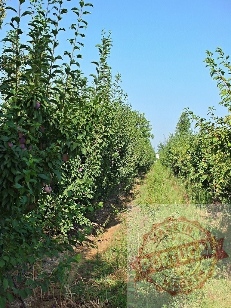 Plum orchard rows during summer harvest season | Plum trees growing in neat rows, loaded with ripening fruit under a clear blue sky - Realized with Pictrs.com