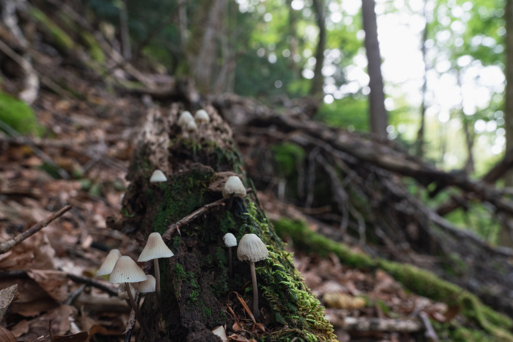 ZD250916094107 | Fotoshop von zweidimensional Fotografie. Ihr Fotograf im Aargau. Abzüge von Ihrem Fotobox Event bestellen.Abzüge von Ihrem Hochzeit bestellen.Abzüge von Ihrem Schulfotograf bestellen.