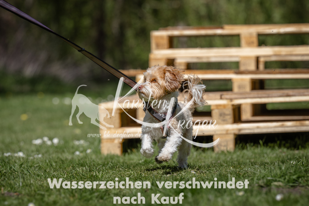1237_ZZ92779 | kk-dogfotos