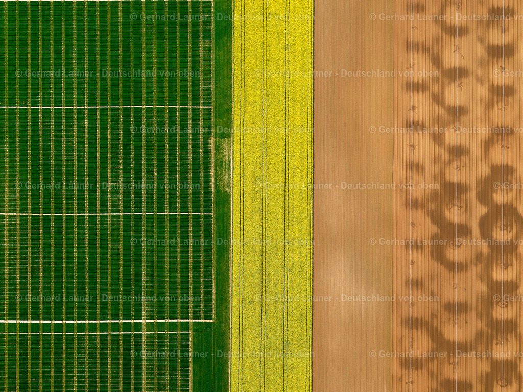 2795293 | Raps-und Feldstrukturen bei Opferbaum