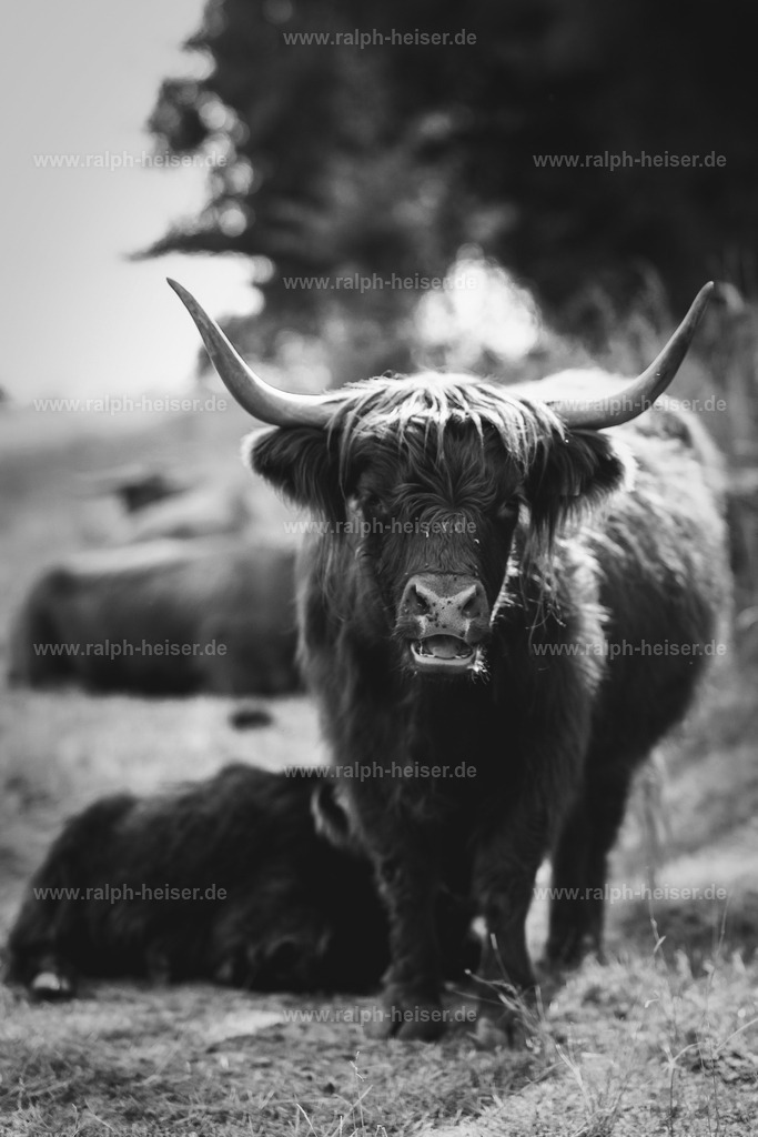 26002 | Wandbilder, Bilder, Fotograf in Marburg, Tierbilder, Wandfotos, Bilder Shop, Günstige Bilder, Schwarz-Weiß Bilder, Ralph Heiser
