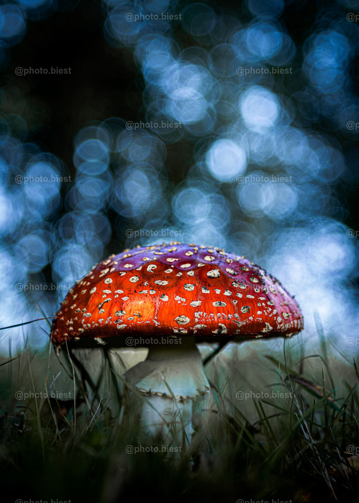 Fliegenpilzbokeh | Ein stattlicher Fliegenpilz im Bokehglanz. - Realisiert mit Pictrs.com