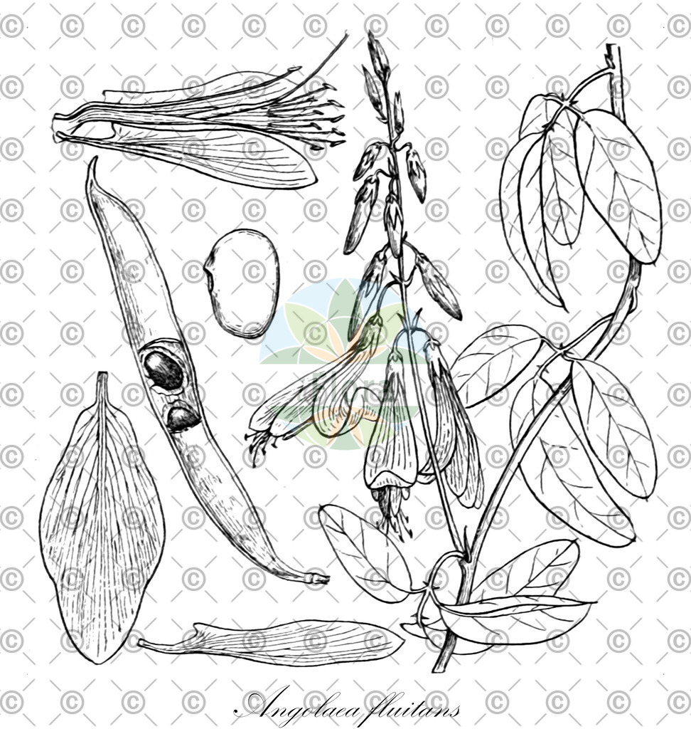 HistAbb_wfo-0000536542_242_ENZY_Simple | Historische Abbildung von Angolaea fluitans - Podostemaceae | Historical Illustration of Angolaea fluitans - Podostemaceae