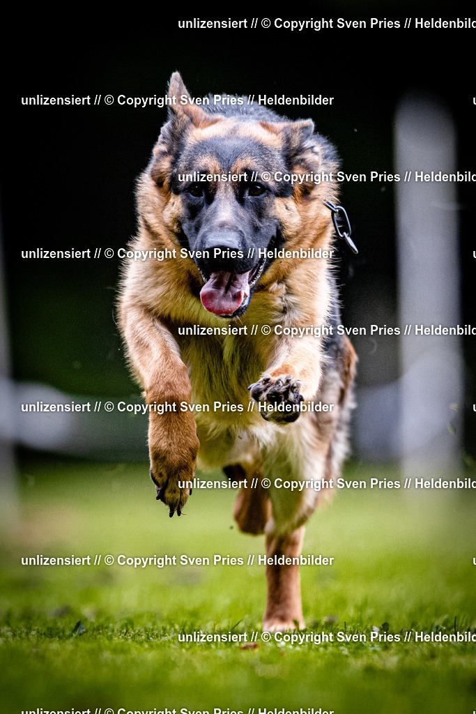 Sven Pries | 2025-10-03 - Hunderennen Obergrombach - Realisiert mit Pictrs.com