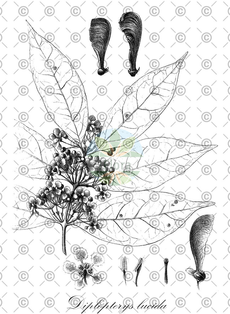 HistAbb_wfo-0000944103_1_ENZY_Simple | Historische Abbildung von Diplopterys lucida - Malpighiaceae | Historical Illustration of Diplopterys lucida - Malpighiaceae