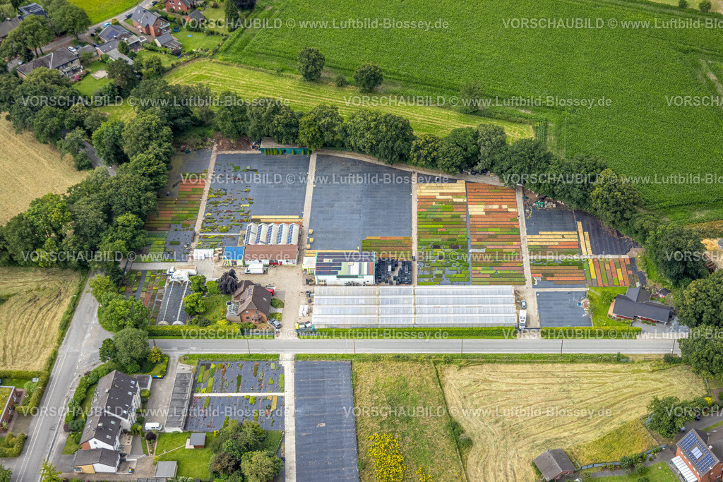 Bottrop240701421Kirchhellen | Luftbild, Stauden Koster Gartenbau Staudenkulturen, Sensenfeld, Formen und Farben, Kirchhellen-Süd, Bottrop, Ruhrgebiet, Nordrhein-Westfalen, Deutschland