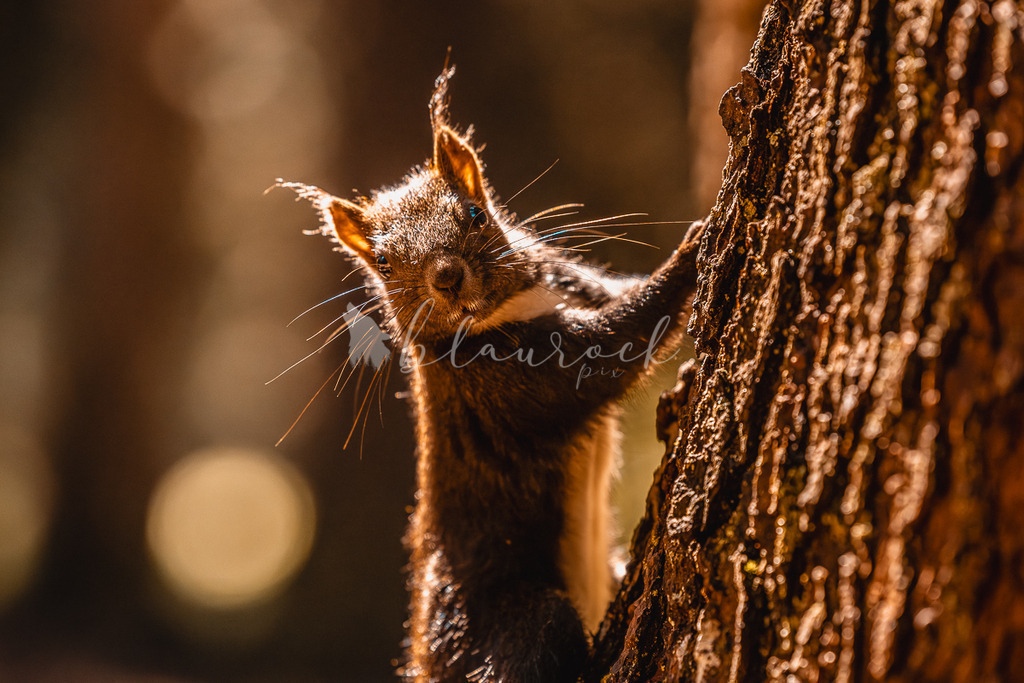 _01A5667 | Sportbilder, Sportfotograf, Hochzeits- und Eventfotografin, Flugshows, Portraits und Tiershooting, Aviation, Downhill, Nationalleague, Swissleague, International