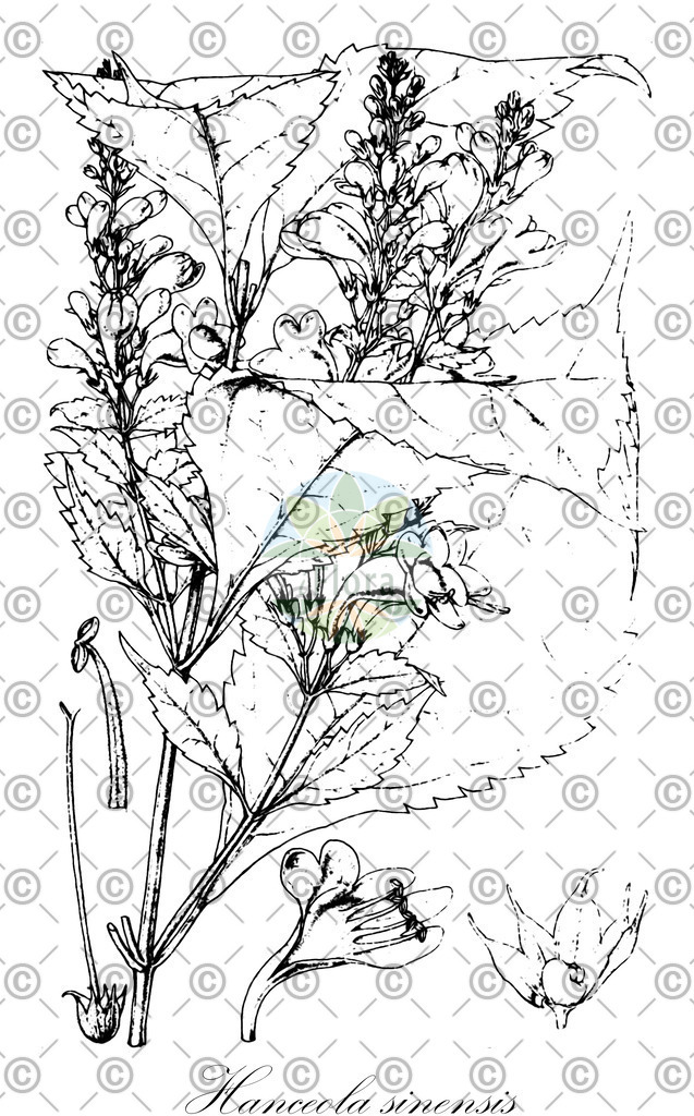 HistAbb_wfo-0000808824_1_ENZY_Simple | Historische Abbildung von Hanceola sinensis - Lamiaceae | Historical Illustration of Hanceola sinensis - Lamiaceae